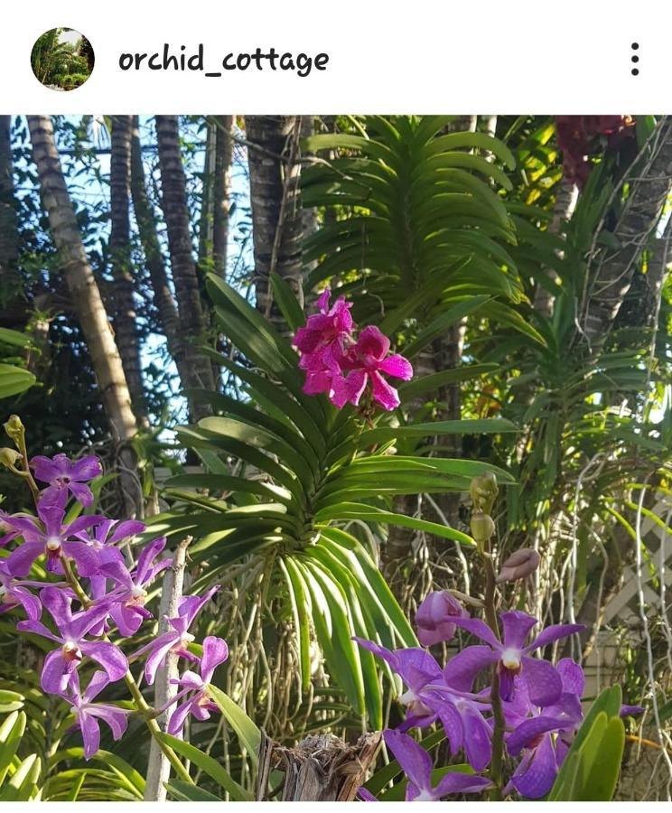 Orchid Cottage Kingston Eksteriør billede