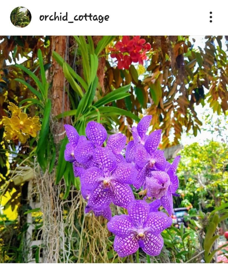 Orchid Cottage Kingston Eksteriør billede