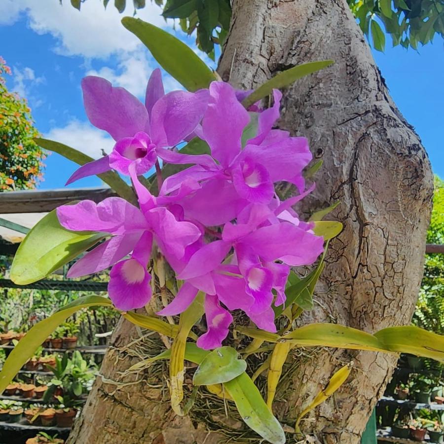 Orchid Cottage Kingston Eksteriør billede