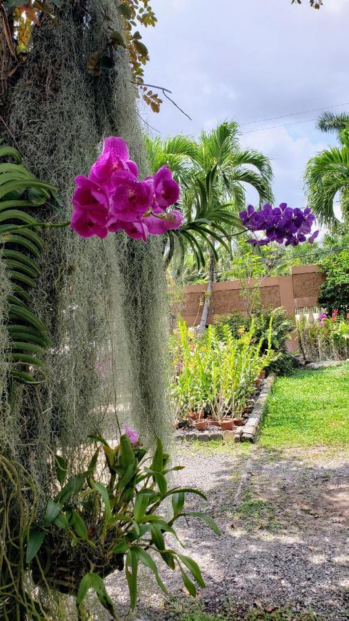 Orchid Cottage Kingston Eksteriør billede