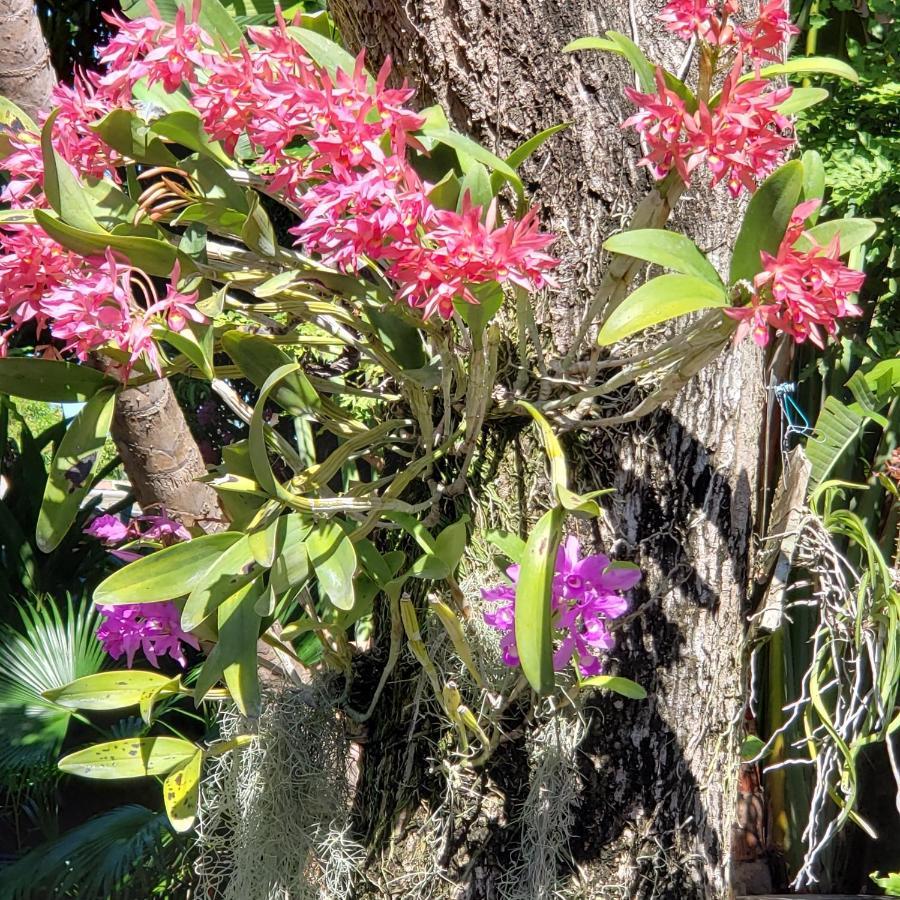 Orchid Cottage Kingston Eksteriør billede
