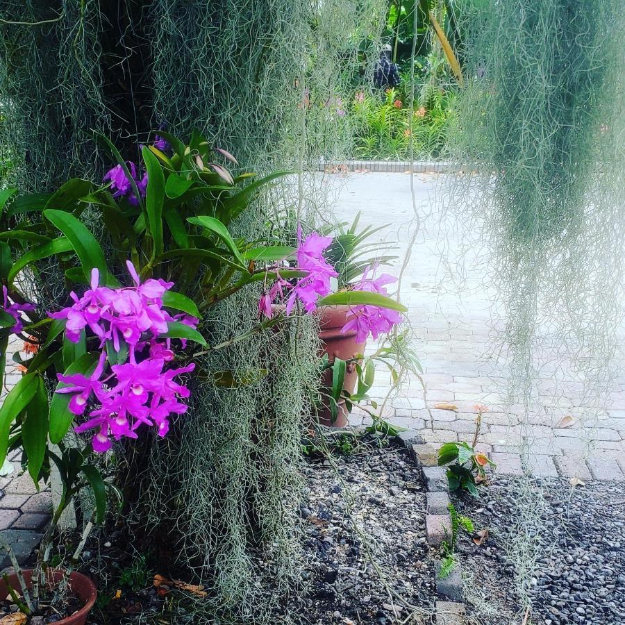 Orchid Cottage Kingston Eksteriør billede