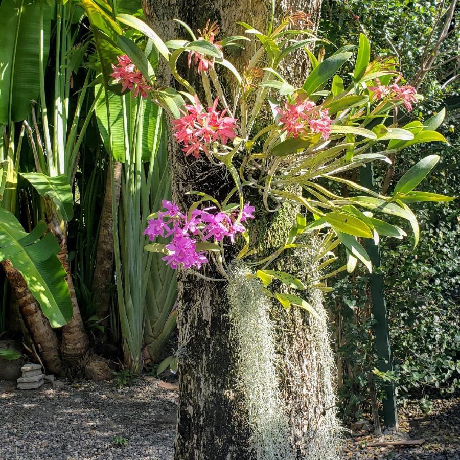 Orchid Cottage Kingston Eksteriør billede
